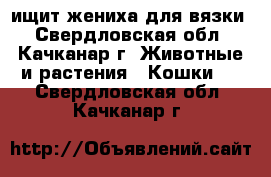 ищит жениха для вязки - Свердловская обл., Качканар г. Животные и растения » Кошки   . Свердловская обл.,Качканар г.